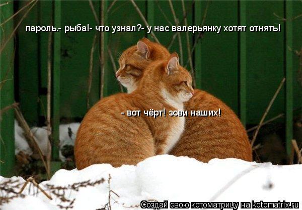 пароль.- рыба!- что узнал?- у нас валерьянку хотят отнять! - вот чёрт! зови наших!... Котоматрица: пароль.- рыба!- что узнал?- у нас валерьянку хотят отнять! - вот чёрт! зови наших!