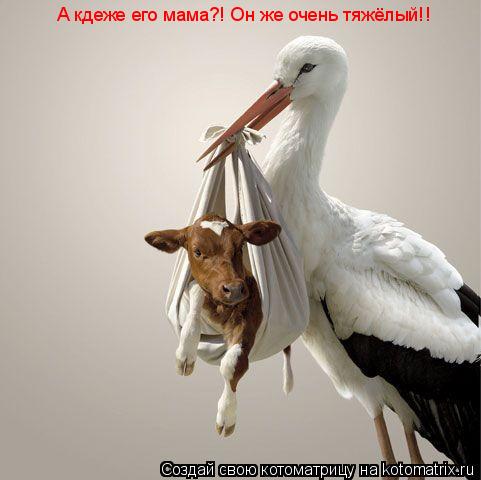 А кдеже его мама?! Он же очень тяжёлый!!... Котоматрица: А кдеже его мама?! Он же очень тяжёлый!!