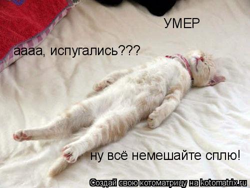 УМЕР аааа, испугались??? ну всё немешайте сплю!... Котоматрица: УМЕР аааа, испугались??? ну всё немешайте сплю!