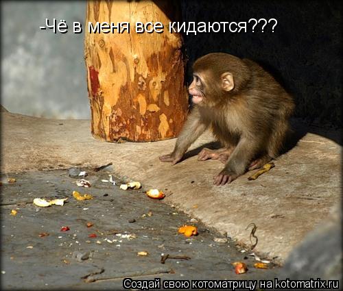 -Чё в меня все кидаются???... Котоматрица: -Чё в меня все кидаются???