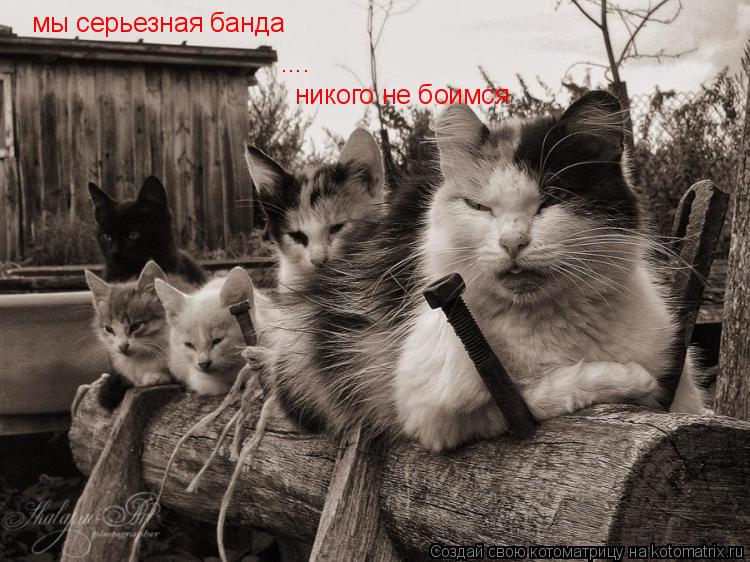 .... никого не боимся мы серьезная банда... Котоматрица: .... никого не боимся мы серьезная банда