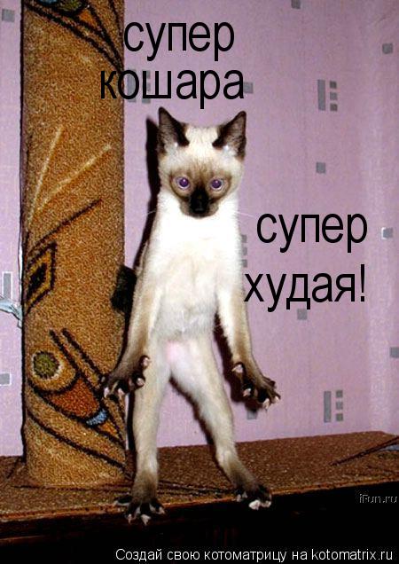 супер кошара супер худая!... Котоматрица: супер кошара супер худая!