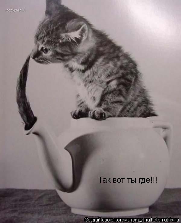 Так вот ты где!!!... Котоматрица: Так вот ты где!!!