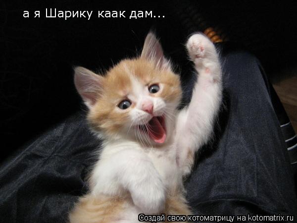 Котоматрица: а я Шарику каак дам...