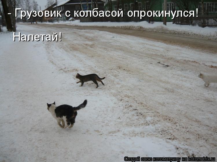 Котоматрица: - Грузовик с колбасой опрокинулся! Налетай!