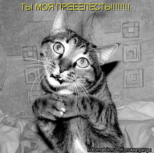 Котоматрица: ТЫ МОЯ ПРЕЕЕЛЕСТЬ!!!!!!!!