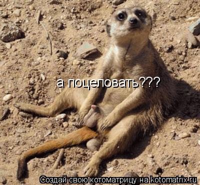 а поцеловать???... Котоматрица: а поцеловать???