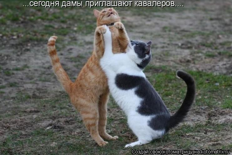 ...сегодня дамы приглашают кавалеров....... Котоматрица: ...сегодня дамы приглашают кавалеров....