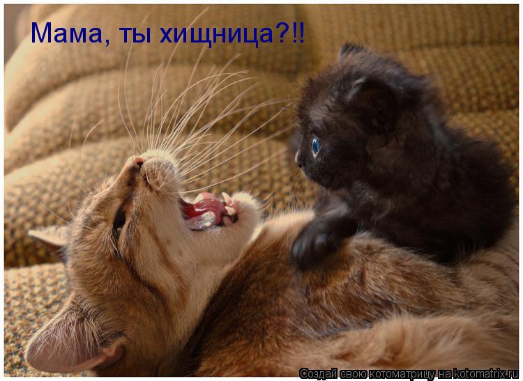 Котоматрица: Мама, ты хищница?!!