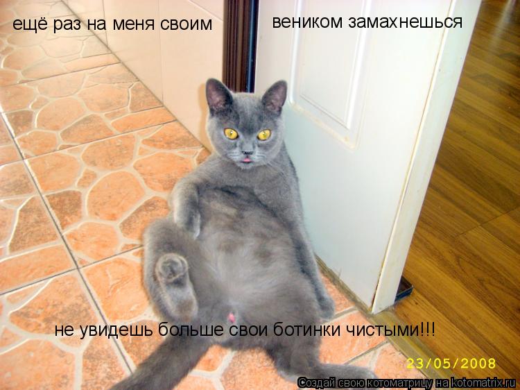 ещё раз на меня своим веником замахнешься не увидешь больше свои ботинки чистыми!!!... Котоматрица: ещё раз на меня своим веником замахнешься не увидешь больше свои ботинки чистыми!!!