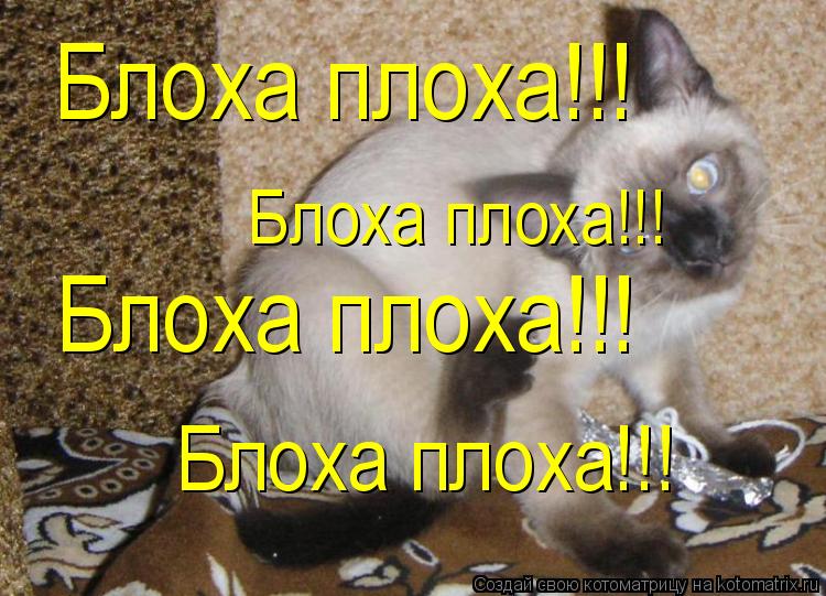 Блоха плоха!!! Блоха плоха!!! Блоха плоха!!! Блоха плоха!!!... Котоматрица: Блоха плоха!!! Блоха плоха!!! Блоха плоха!!! Блоха плоха!!!