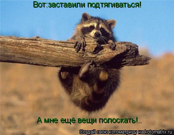 Вот:заставили подтягиваться! А мне ещё вещи полоскать!..... Котоматрица: Вот:заставили подтягиваться! А мне ещё вещи полоскать!..