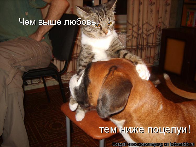 Котоматрица: Чем выше любовь, тем ниже поцелуи!