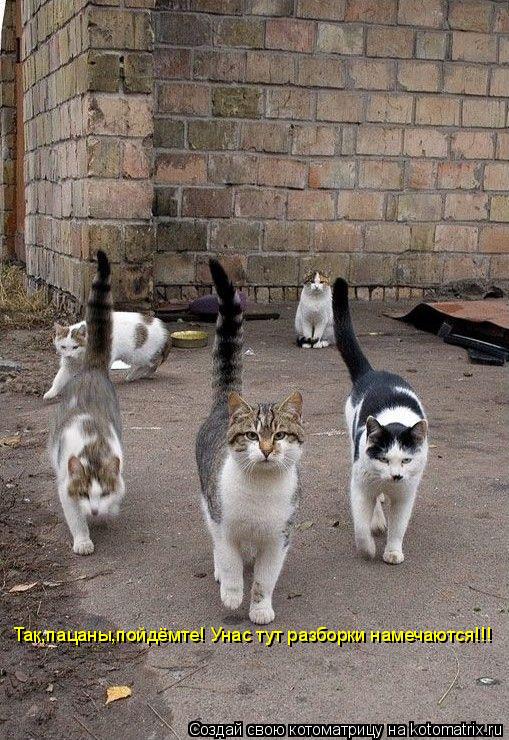 Так,пацаны,пойдёмте! Унас тут разборки намечаются!!!... Котоматрица: Так,пацаны,пойдёмте! Унас тут разборки намечаются!!!