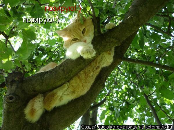 позирую!:) позирую!:)... Котоматрица: позирую!:) позирую!:)
