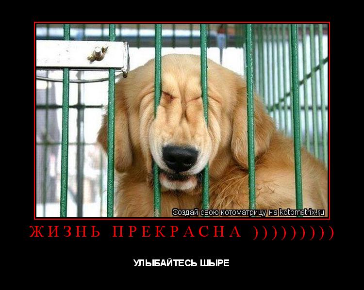 Котоматрица: ЖИЗНЬ ПРЕКРАСНА ))))))))) УЛЫБАЙТЕСЬ ШЫРЕ