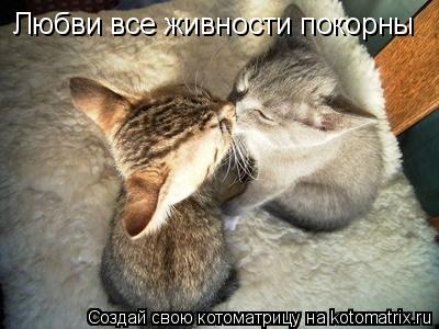 Любви все живности покорны... Котоматрица: Любви все живности покорны