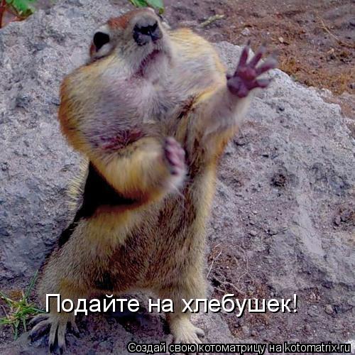 Подайте на хлебушек!... Котоматрица: Подайте на хлебушек!