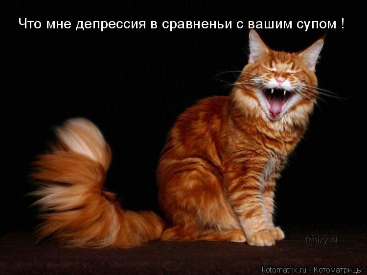 Что мне депрессия в сравненьи с вашим супом !... Котоматрица: Что мне депрессия в сравненьи с вашим супом !
