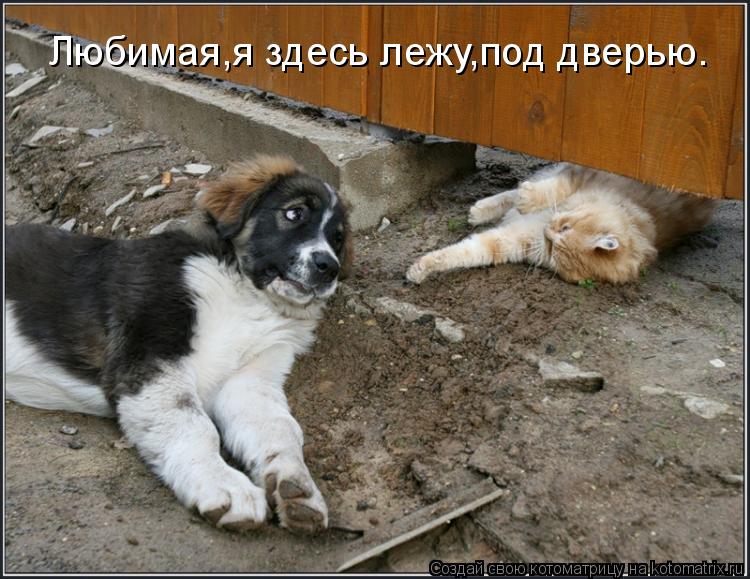 Любимая,я здесь лежу,под дверью.... Котоматрица: Любимая,я здесь лежу,под дверью.
