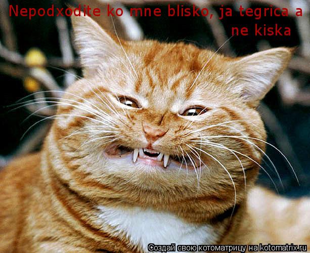 Nepodxodite ko mne blisko, ja tegrica a ne kiska Nepodxodite ko mne blisko, ja tegrica a ne kiska ne ... Котоматрица: Nepodxodite ko mne blisko, ja tegrica a ne kiska Nepodxodite ko mne blisko, ja tegrica a ne kiska ne kiska
