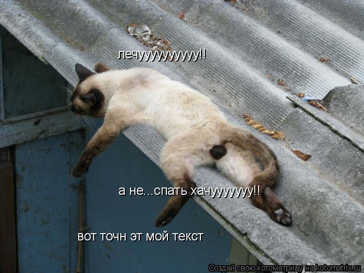лечуууууууууу!! а не...спать хачууууууу!! вот точн эт мой текст... Котоматрица: лечуууууууууу!! а не...спать хачууууууу!! вот точн эт мой текст