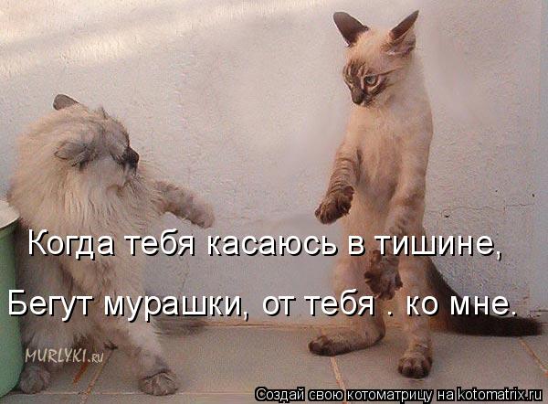 Когда тебя касаюсь в тишине, Бегут мурашки, от тебя – ко мне…... Котоматрица: Когда тебя касаюсь в тишине, Бегут мурашки, от тебя – ко мне…