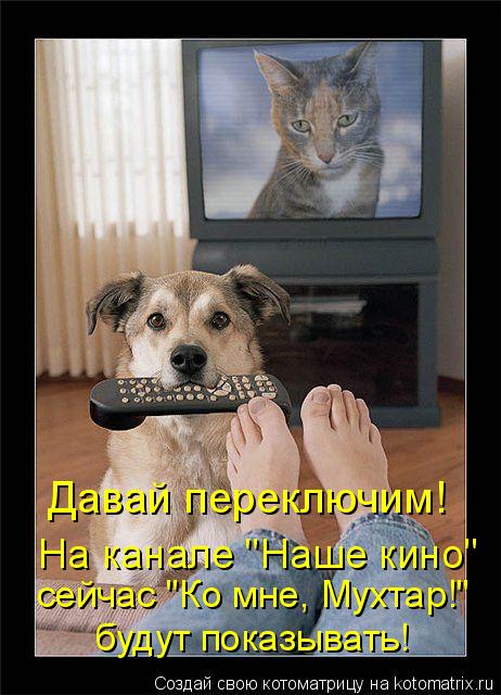 сейчас "Ко мне, Мухтар!" будут показывать! Давай переключим! На канале "Наше кино"... Котоматрица: сейчас "Ко мне, Мухтар!" будут показывать! Давай переключим! На канале "Наше кино"