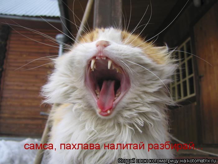 самса, пахлава налитай разбирай...... Котоматрица: самса, пахлава налитай разбирай...