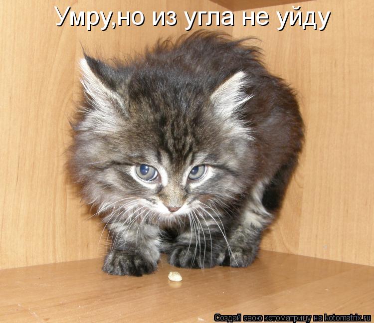 Умру,но из угла не уйду... Котоматрица: Умру,но из угла не уйду