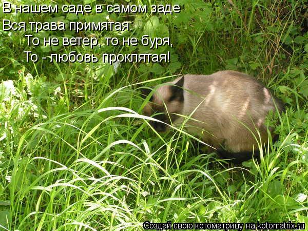 В нашем саде в самом заде Вся трава примятая: То не ветер, то не буря, То - любовь проклятая!... Котоматрица: В нашем саде в самом заде Вся трава примятая: То не ветер, то не буря, То - любовь проклятая!