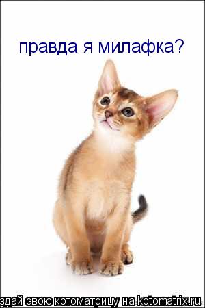 правда я милафка?... Котоматрица: правда я милафка?