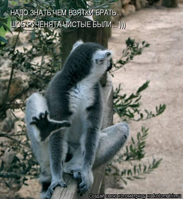 НАДО ЗНАТЬ ЧЕМ ВЗЯТКИ БРАТЬ... ШОБ РУЧЕНЯТА ЧИСТЫЕ БЫЛИ... )))... Котоматрица: НАДО ЗНАТЬ ЧЕМ ВЗЯТКИ БРАТЬ... ШОБ РУЧЕНЯТА ЧИСТЫЕ БЫЛИ... )))