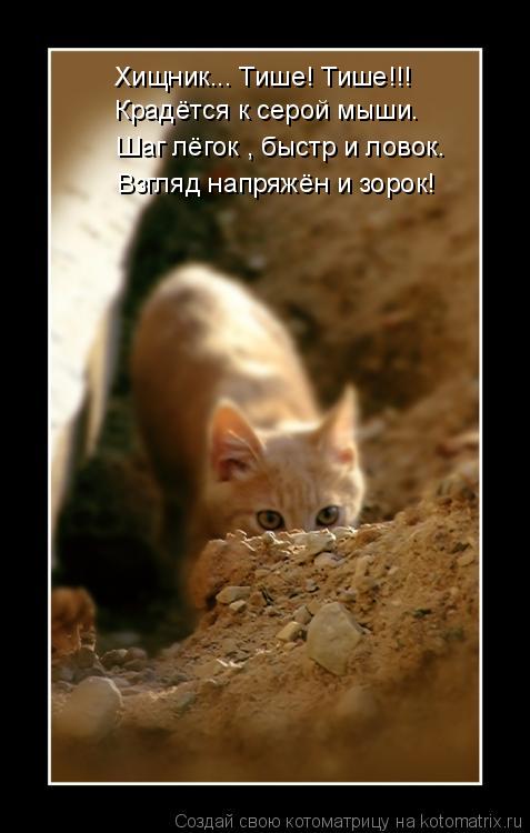 Хищник... Тише! Тише!!! Крадётся к серой мыши. Шаг лёгок , быстр и ловок. Взгляд напряжён и зорок!... Котоматрица: Хищник... Тише! Тише!!! Крадётся к серой мыши. Шаг лёгок , быстр и ловок. Взгляд напряжён и зорок!