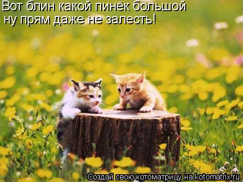 Котоматрица: Вот блин какой пинёк большой ну прям даже не залесть!