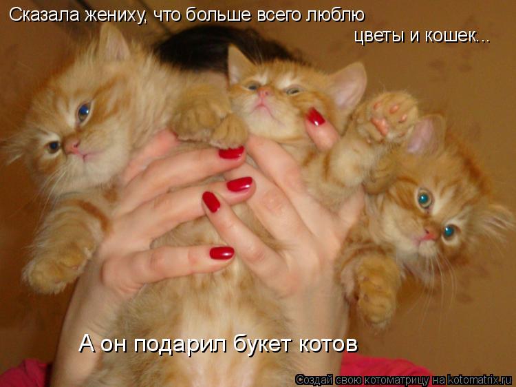 Сказала жениху, что больше всего люблю цветы и кошек... А он подарил букет котов... Котоматрица: Сказала жениху, что больше всего люблю цветы и кошек... А он подарил букет котов
