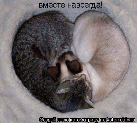 вместе навсегда!... Котоматрица: вместе навсегда!