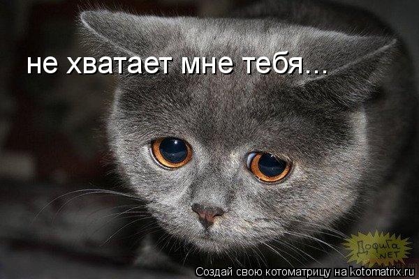 не хватает мне тебя...... Котоматрица: не хватает мне тебя...