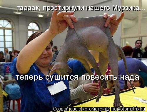 таааак, простирнули нашего Мурзика... теперь сушится повесить нада... Котоматрица: таааак, простирнули нашего Мурзика... теперь сушится повесить нада
