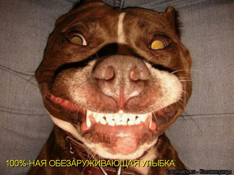 Котоматрица: 100%-НАЯ ОБЕЗАРУЖИВАЮЩАЯ УЛЫБКА.