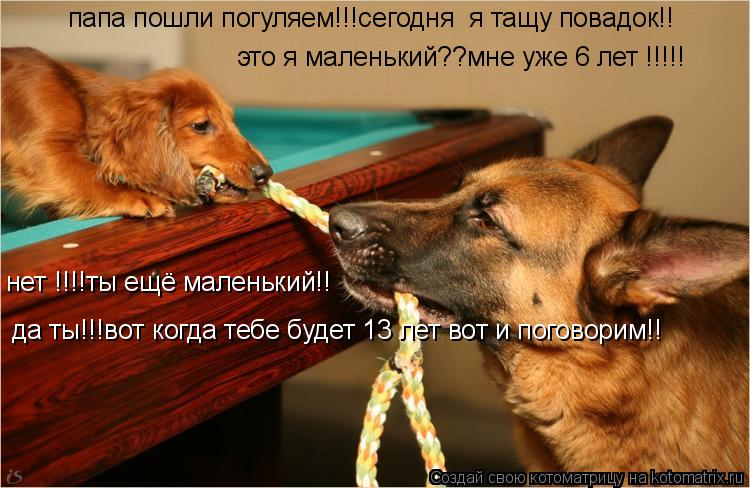 папа пошли погуляем!!!сегодня я тащу повадок!! нет !!!!ты ещё маленький!! это я маленький??мне уже 6... Котоматрица: папа пошли погуляем!!!сегодня я тащу повадок!! нет !!!!ты ещё маленький!! это я маленький??мне уже 6 лет !!!!! да ты!!!вот когда тебе будет 13 лет во