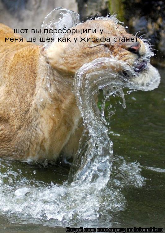 шот вы переборщили у меня ща шея как у жирафа станет... Котоматрица: шот вы переборщили у меня ща шея как у жирафа станет