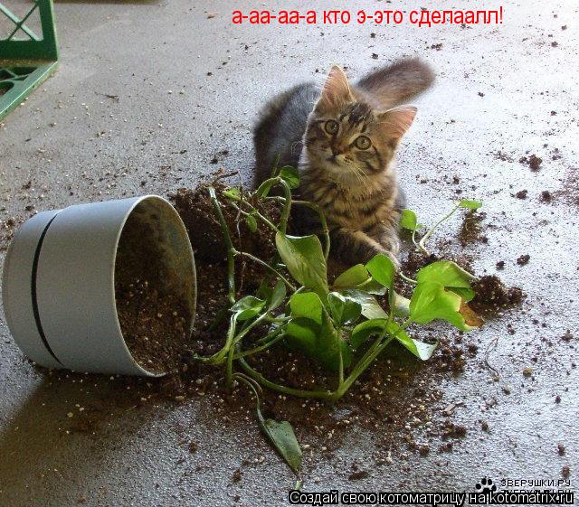 а-аа-аа-а кто э-это сделаалл!... Котоматрица: а-аа-аа-а кто э-это сделаалл!