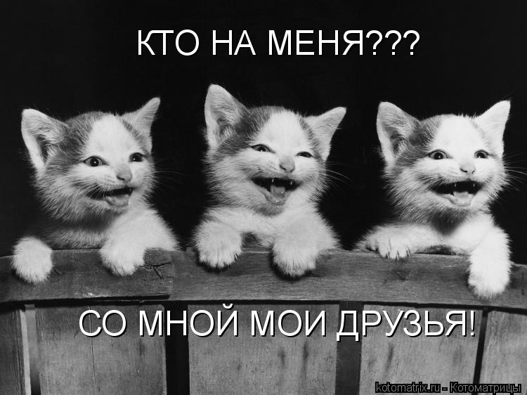 КТО НА МЕНЯ??? СО МНОЙ МОИ ДРУЗЬЯ!... Котоматрица: КТО НА МЕНЯ??? СО МНОЙ МОИ ДРУЗЬЯ!