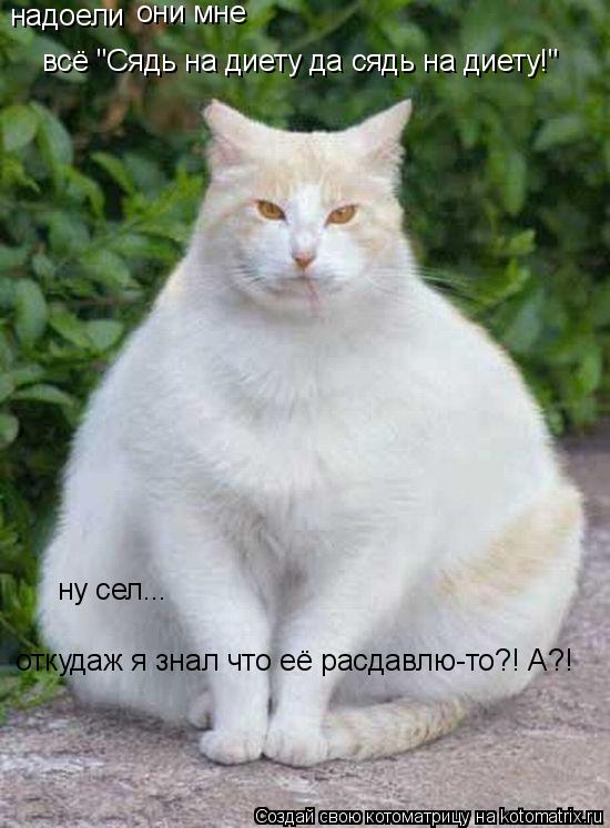 надоели они мне всё "Сядь на диету да сядь на диету!" ну сел... откудаж я знал что её расдавлю-то?! А... Котоматрица: надоели они мне всё "Сядь на диету да сядь на диету!" ну сел... откудаж я знал что её расдавлю-то?! А?!