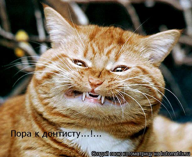 Пора к донтисту...!...... Котоматрица: Пора к донтисту...!...