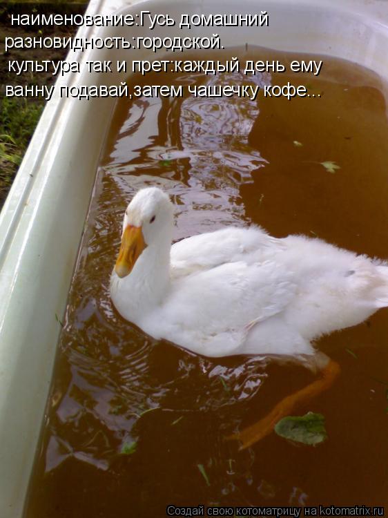 наименование:Гусь домашний разновидность:городской. культура так и прет:каждый день ему ванну подавай... Котоматрица: наименование:Гусь домашний разновидность:городской. культура так и прет:каждый день ему ванну подавай,затем чашечку кофе...