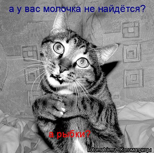 а у вас молочка не найдётся? а рыбки?... Котоматрица: а у вас молочка не найдётся? а рыбки?