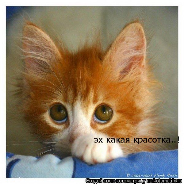 эх какая красотка..!... Котоматрица: эх какая красотка..!