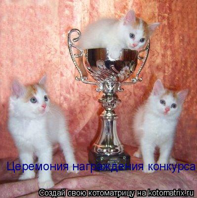Церемония награждения конкурса двойников, ой, простите, ТРОЙНИКОВ!... Котоматрица: Церемония награждения конкурса двойников, ой, простите, ТРОЙНИКОВ!